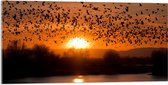 Acrylglas - Dieren - Vogels - Planten - Zonsondergang - Water - 100x50 cm Foto op Acrylglas (Met Ophangsysteem)