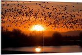 Acrylglas - Dieren - Vogels - Planten - Zonsondergang - Water - 120x80 cm Foto op Acrylglas (Wanddecoratie op Acrylaat)