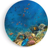 Artaza Forex Muurcirkel Onderwater Vissen Met Koraal In De Zee - 70x70 cm - Wandcirkel - Rond Schilderij - Wanddecoratie Cirkel - Muurdecoratie