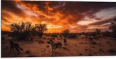 Dibond - Dieren - Honden - Landschap - Zonsondergang - Planten - 100x50 cm Foto op Aluminium (Met Ophangsysteem)