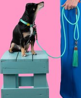 DWAM Dog with a Mission Hondenriem – Riem voor honden – Turquoise – Polyester/Leer – S – 155 x 1 cm – Jade