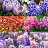 Bloembollen mix- Mix van 200 bloembollen! - Tulp - Allium - Hyacint - En nog meer!