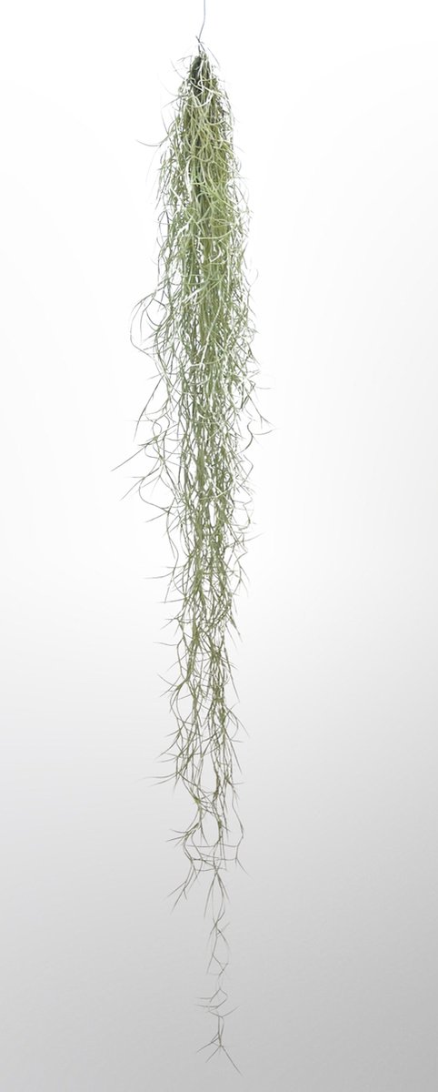 Spaans Mos XXL (100 cm) – Tillandsia Usneoides – Grote Hangende Luchtplant – Onderhoudsarme Groene Decoratie – Trendyairplants