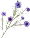 Lavendel, Blauw