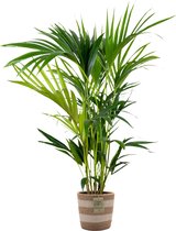 Howea Forsteriana Incl. Jute Mand - Kentia palm - Luchtzuiverend - ⌀19 cm - 90-100 cm