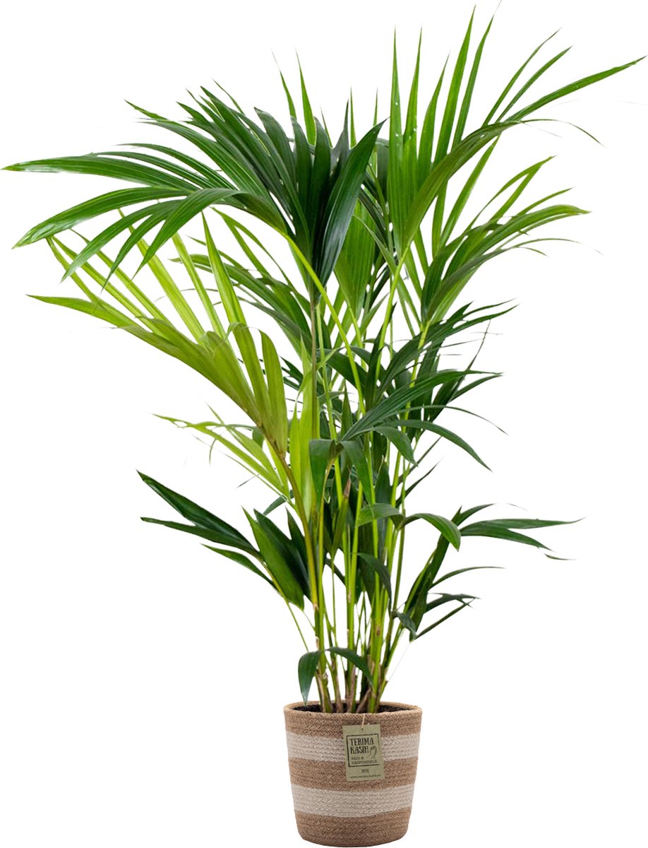 Bol.com Bloomique - Howea Forsteriana - Kentia Palm - Kamerplanten - Luchtzuiverend - Diervriendelijk - Hoogte 80-100 cm - Jute ... aanbieding