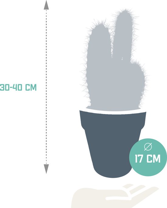 Cactus - Pilosocereus Azureus hauteur 27cm pot 12cm