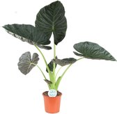 Goed & Groen - Alocasia 'Regal Shields' - ↨ 105cm - Potmaat 24 - Kwaliteit Planten - Kamer Plant - Kamerplanten - Sfeer