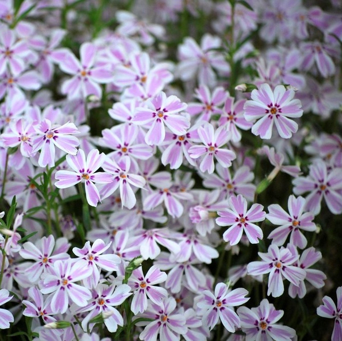 12 x Kruipphlox Wit|Roze / Kruipende Vlambloem - Bodembedekkers Planten - Phlox subulata 'Candy Stripes' in 9x9cm pot met hoogte 0-10cm