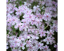 12 x Kruipphlox Wit|Roze / Kruipende Vlambloem - Bodembedekkers Planten - Phlox subulata 'Candy Stripes' in 9x9cm pot met hoogte 0-10cm