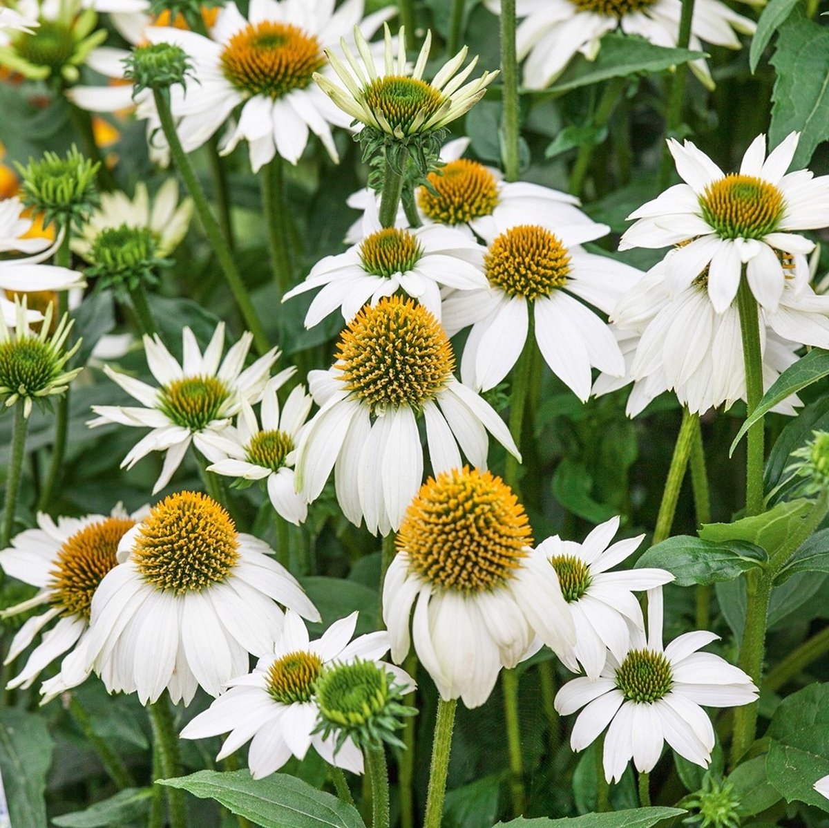 12 x Witte Zonnehoed Powwow White - Bloeiende Winterharde Vaste Plant - Echinacea purpurea 'Powwow White' in 9x9 pot met hoogte 0-10cm