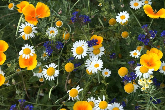 Veldbloemen zaad - Mini Wildbloemen meerjarig 10 gram 5 m2 - kleine pimpernel- bos vergeet mij nietje - muurbloempje - alpenaster - bijen - vlinders