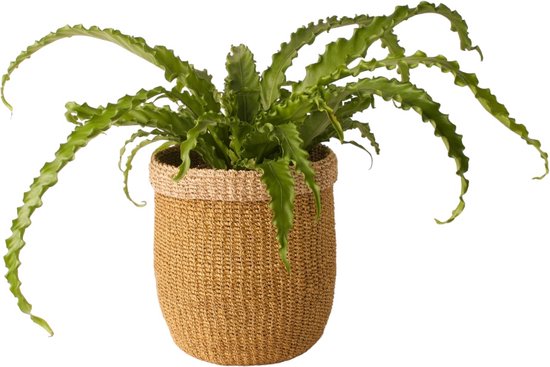 WinQ Mand van gevlochten Abaca 23cm hoog -21cm breed - kleur oker/beige- plantenmand- decoratiemand