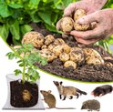 QWORK® 12 Stuks Roestvrijstalen Plantenmanden, Veldmuizenroosters QWORK® 12 Stuks Roestvrijstalen Plantenmanden, Veldmuizenroosters