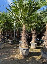 Sunny Tree - Palmboom - Trachycarpus fortunei - Winterharde Palmboom voor buiten - Hoogte: 220 cm