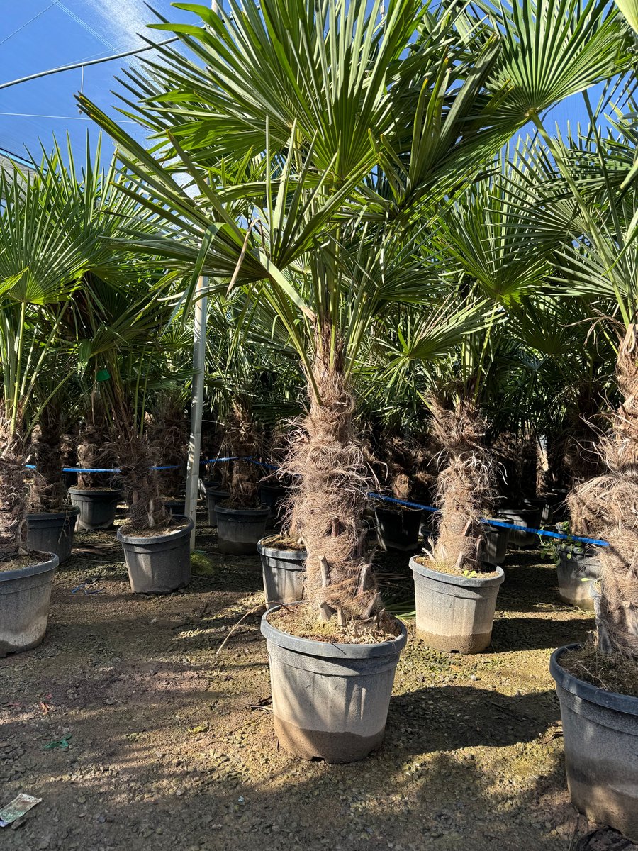 Sunny Tree - Palmboom - Trachycarpus fortunei - Winterharde Palmboom voor buiten - Hoogte: 200 cm