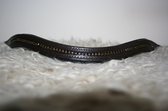 MHS wave frontriem Zipped Black I - bruin leer - Cob (39.5cm)