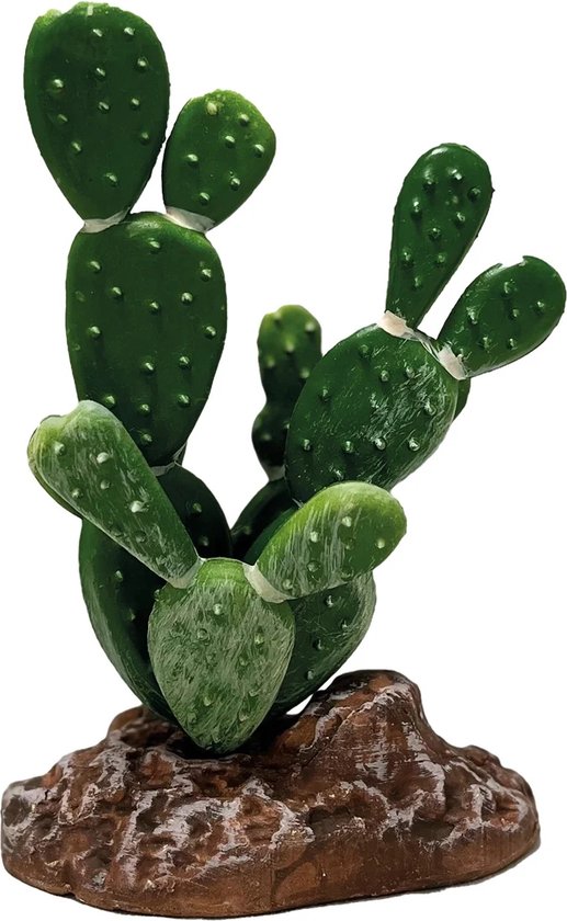 Foto: Repto plant cactus opuntia kunstcactus terrarium