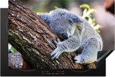 KitchenYeah® Inductie beschermer 81x52 cm - Koala - Boomstam - Knuffel - Kids - Jongens - Meiden - Kookplaataccessoires - Afdekplaat voor kookplaat - Inductiebeschermer - Inductiemat - Inductieplaat mat