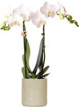 Kolibri Orchids | witte Phalaenopsis orchidee - Amabilis + Pastel pot green- potmaat Ø9cm | bloeiende kamerplant - vers van de kweker