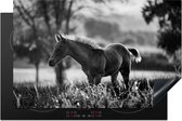 KitchenYeah® Inductie beschermer 80x52 cm - Quarter paard veulen in weiland - zwart wit - Kookplaataccessoires - Afdekplaat voor kookplaat - Inductiebeschermer - Inductiemat - Inductieplaat mat
