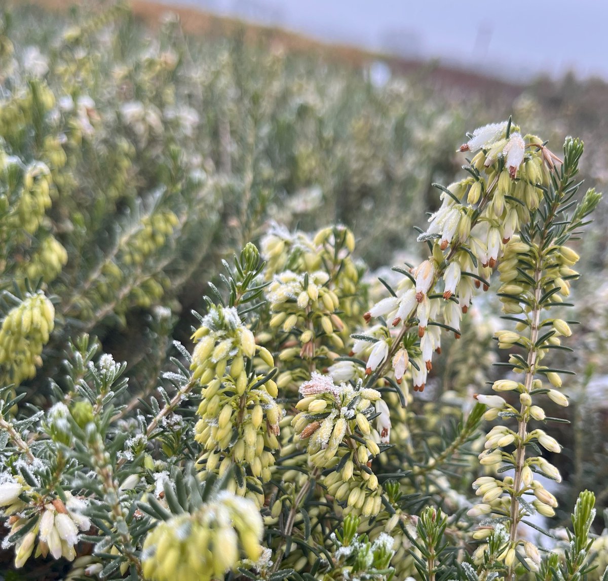 Heide Winter Wit 10 Stuks Erica carnea 'Isabell' P9.5 Plant Tuinplant