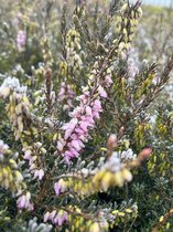 Winterheide Roze - 6 Stuks - Erica carnea 'March Seedling' - 1.5L