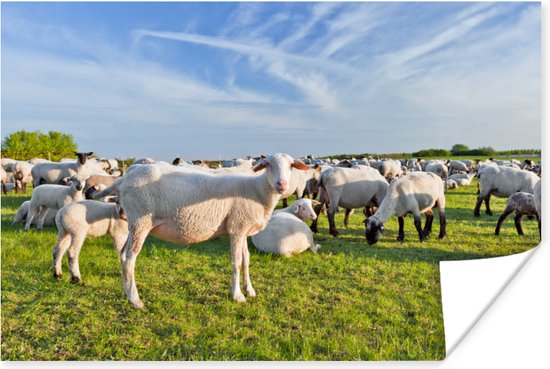 Poster troupeau de moutons hollandais 90x60 cm - Tirage photo sur Poster (décoration murale salon / chambre) / Poster Animaux