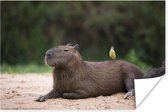Grand Kiskadie assis sur Capybara au bord de la rivière Poster 120x80 cm - Tirage photo sur Poster (décoration murale salon / chambre)