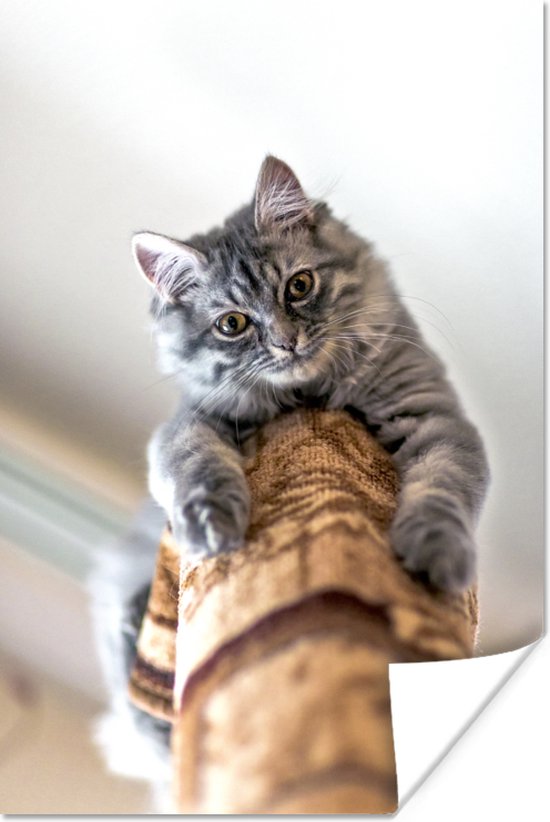 Nieuwsgierige kat op krabpaal 40x60 cm - Foto print op Poster (wanddecoratie woonkamer / slaapkamer)