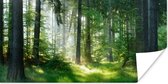 Poster Natuur - Bomen - Bos - Groen - Zon - Gras - Planten - 150x75 cm