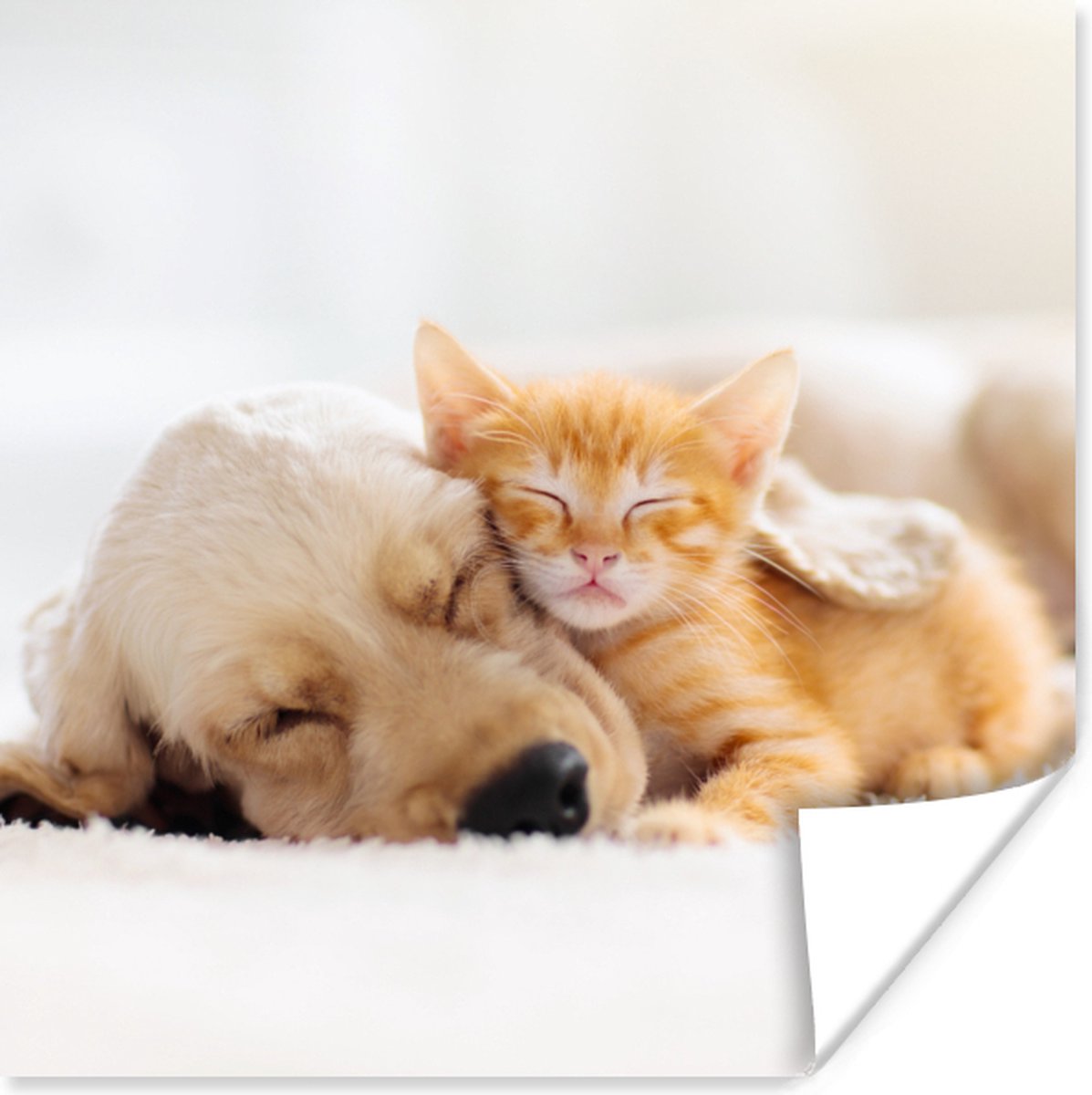 Poster Dieren - Hond - Kitten - Rood - 75x75 cm