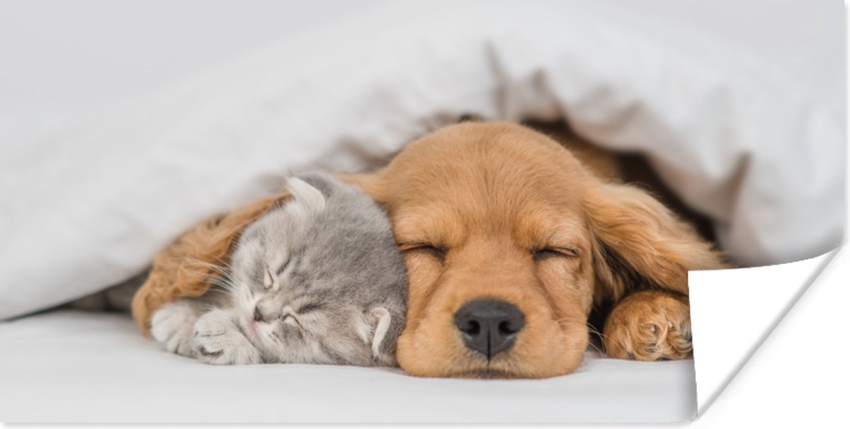 Poster huisdieren - hond - Kat - Deken - 40x20 cm