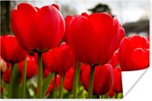 Poster Close-up van rode tulpen - 180x120 cm XXL