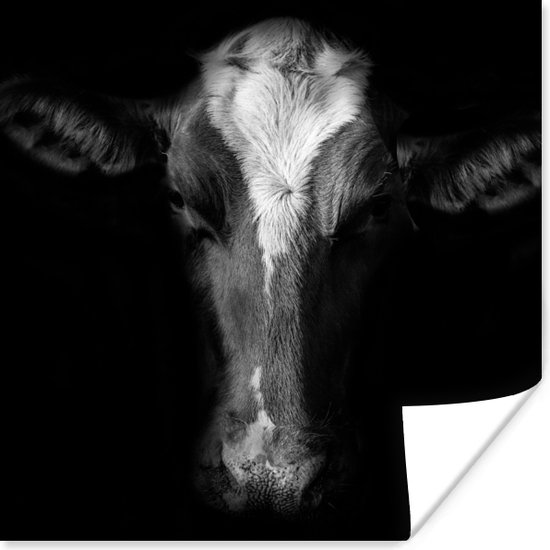 Poster Portretfoto koe op zwarte achtergrond in zwart-wit - 30x30 cm