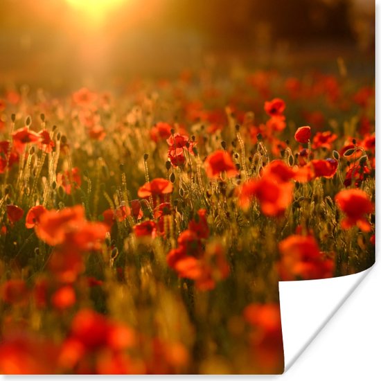 Poster Oranje gloed over de Klaprozen in het veld - 100x100 cm XXL