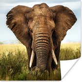 Poster Afrikaanse olifant vooraanzicht - 30x30 cm