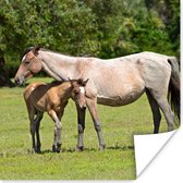 Affiche Paarden - Herbe - Ombre - 75x75 cm