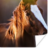 Poster Paard - Licht - Vacht - 30x30 cm