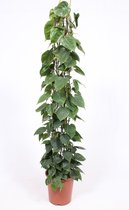 Groene plant – Philodendron (Philodendron scandens) – Hoogte: 160 cm – van Botanicly