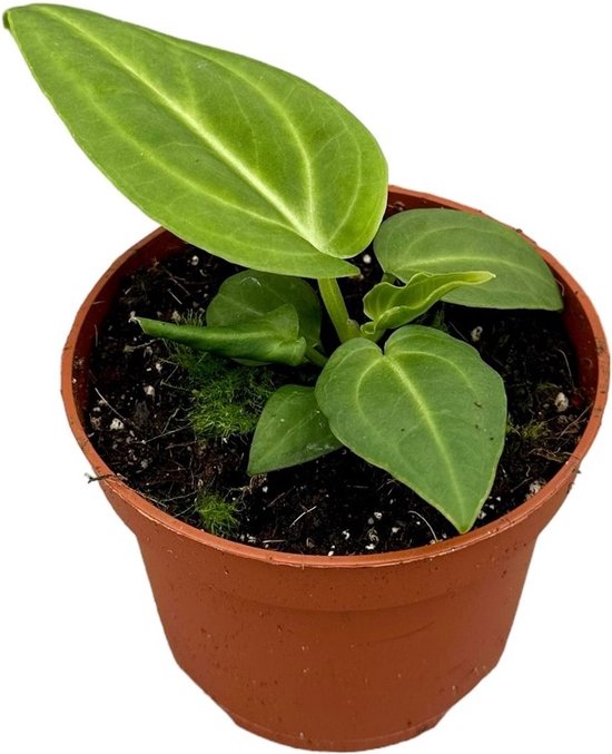 Voorraadpot Leonardo Top 1,9 L (20 x 18 cm Voorraadpot Leonardo Top 1,9 L (20 x 18 cm