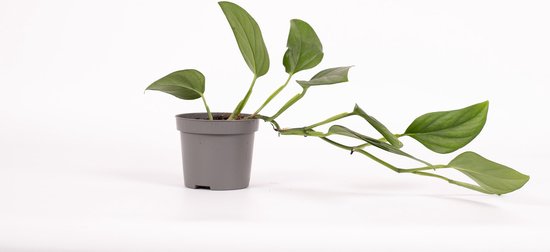 Monstera  Gatenplant (Monstera Dissecta)  Hoogte: 20 cm  van Botanicly |  bol