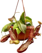 Vleesetende plant – Monkey Jars Nepenthes Gaya (Monkey Jars Nepenthes Gaya) – Hoogte: 45 cm – van Botanicly