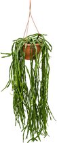 Cactus – Rotskoraal (Rhipsalis Paradoxa) – Hoogte: 55 cm – van Botanicly