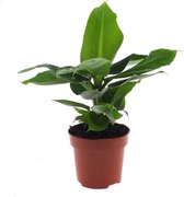 Bananenplant – Bananen plant (Musa Tropicana) – Hoogte: 35 cm – van Botanicly