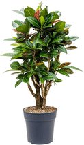 Groene plant – Croton (Codiaeum variegatum Petra) – Hoogte: 110 cm – van Botanicly