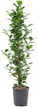 Bonsai – Chinese Vijg (Ficus Microcarpa Moclame) – Hoogte: 110 cm – van Botanicly