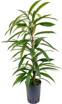Groene plant – Rubberboom (Ficus binnendijkii Amstel King) – Hoogte: 80 cm – van Botanicly