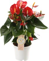 Groene plant – Flamingoplant (Anthurium Red Champion) – Hoogte: 40 cm – van Botanicly