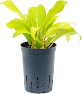 Groene plant – Philodendron (Philodendron Malay Gold) – Hoogte: 40 cm – van Botanicly